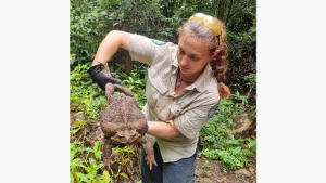 australian-park-rangers-temukan-toadzilla-kodok-tebu-terbesar-di-dunia