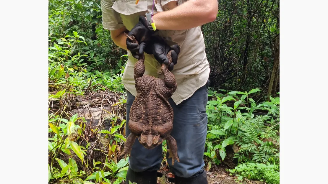 australian-park-rangers-temukan-toadzilla-kodok-tebu-terbesar-di-dunia